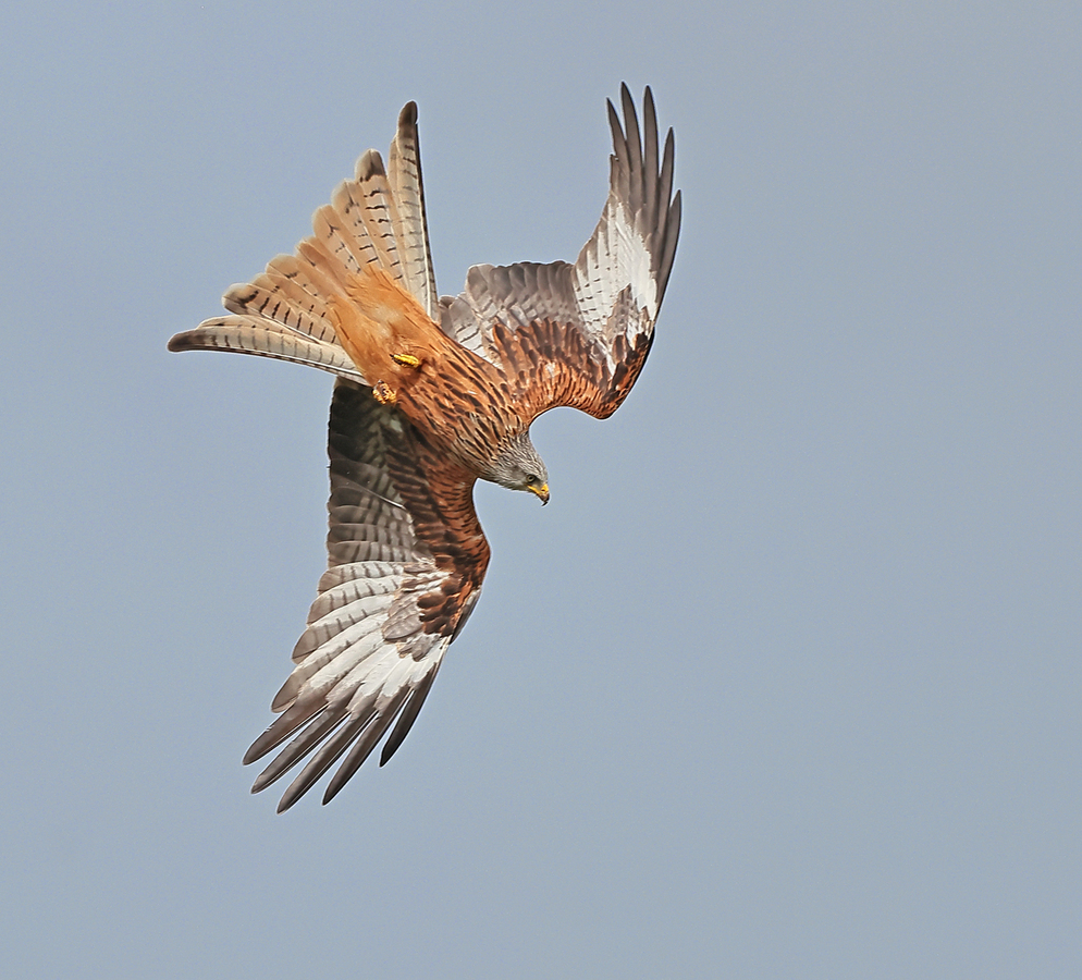 Red Kite in a Dive - Peter Bagnall